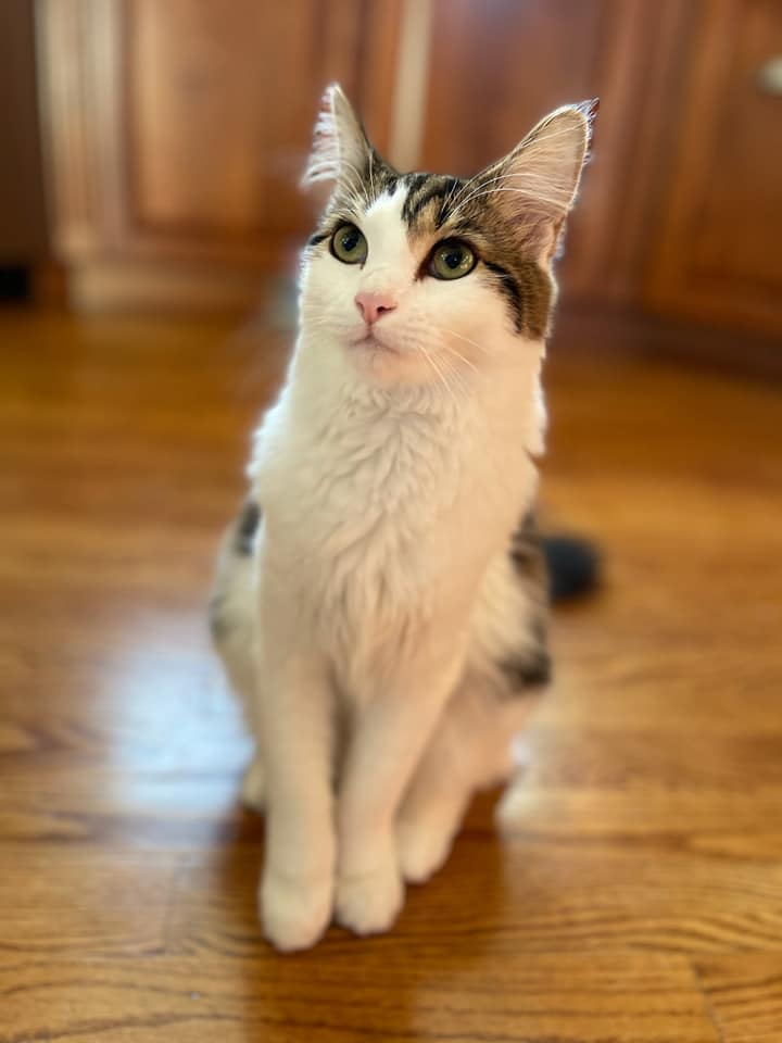 ADOPT!