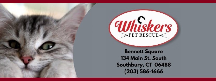ADOPT at Whiskers Pet Rescue!