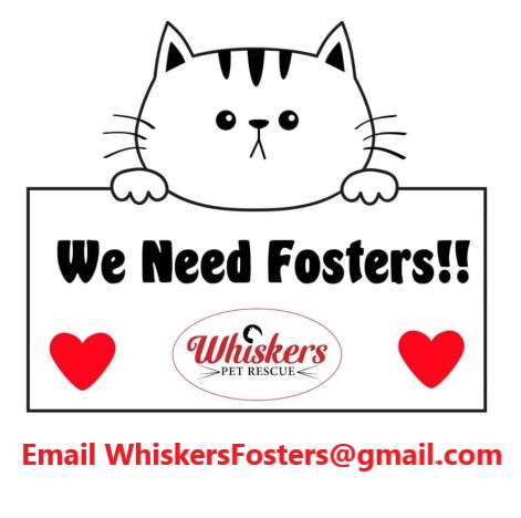 We need fosters!
