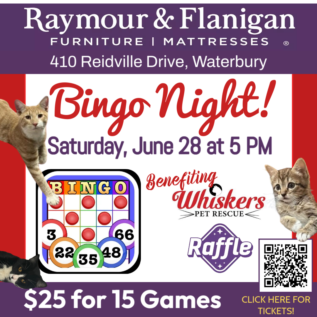 bingo tickets click here