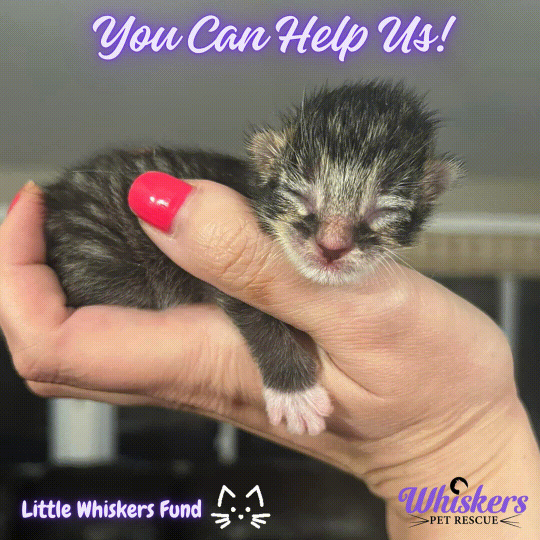 little whiskers fund