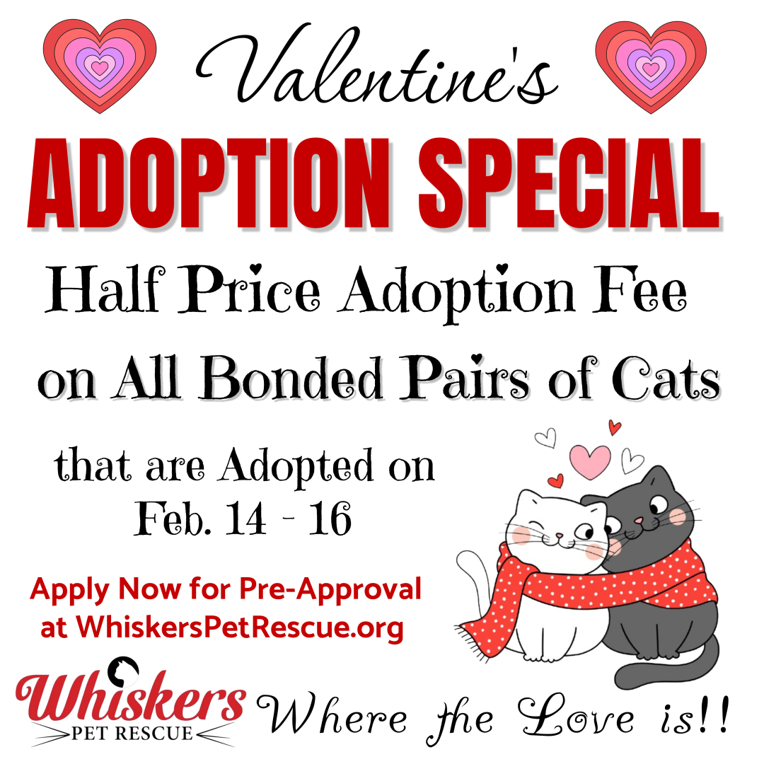 valentines adoption special