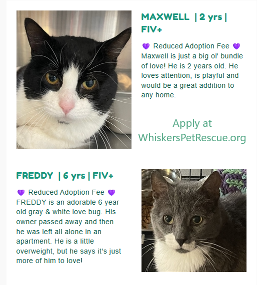 fiv kitties