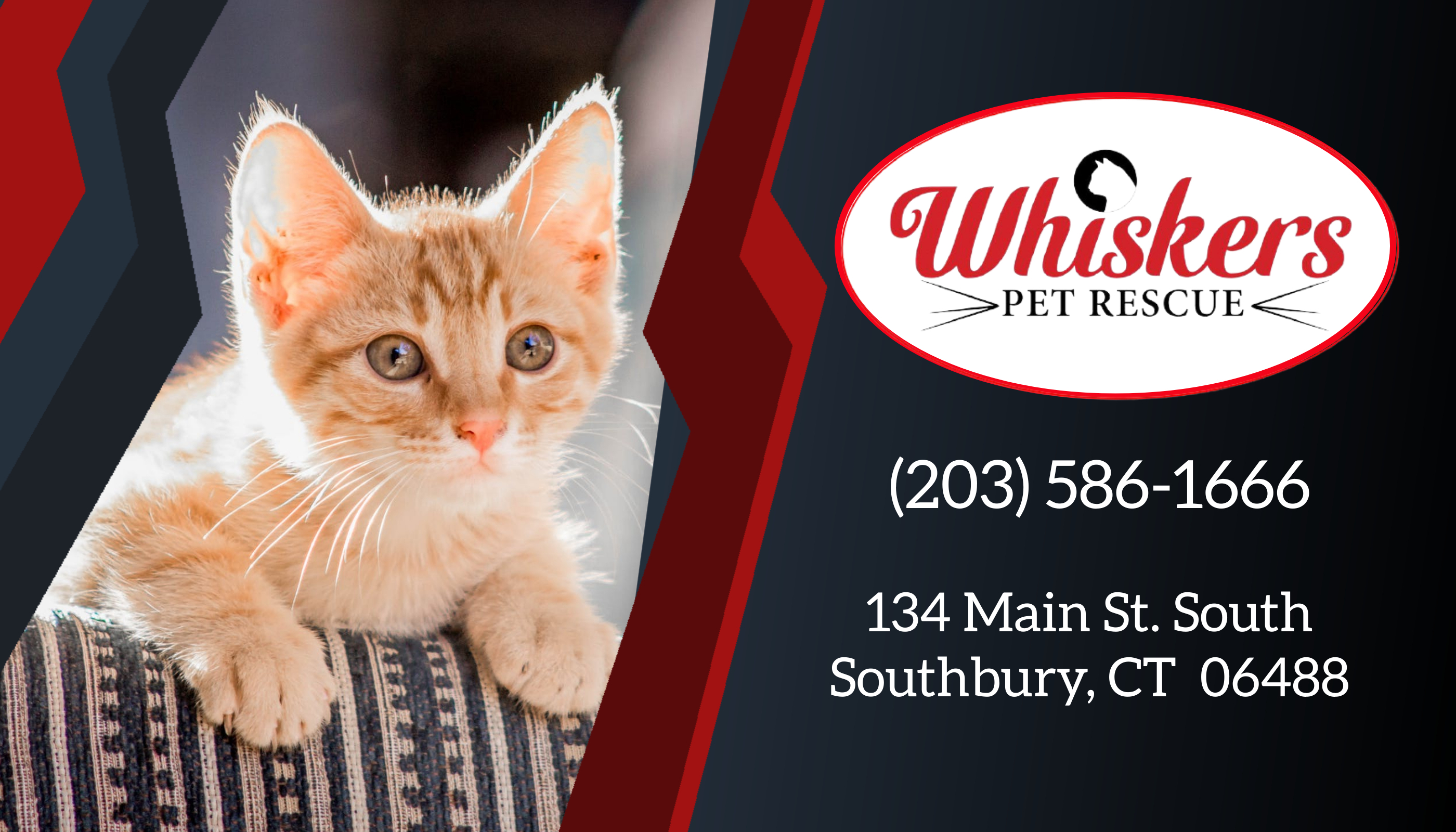 Available Cats | Whiskers Pet Rescue