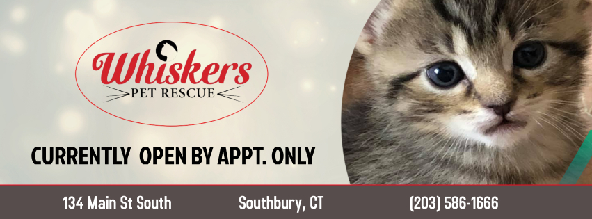 ADOPT at Whiskers Pet Rescue!