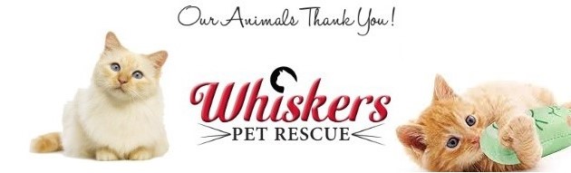 ADOPT at Whiskers Pet Rescue!